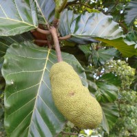 Artocarpus nobilis Thwaites